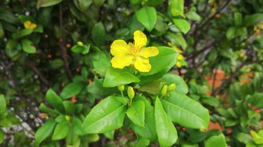 Ochna serrulata çiçeklerinin yapraklı dalları..