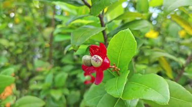 Ochna serrulata çiçeklerinin yapraklı dalları..