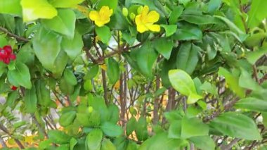 Ochna serrulata çiçeklerinin yapraklı dalları..