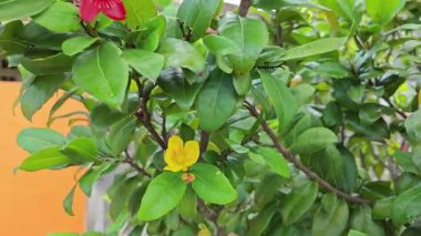 Ochna serrulata çiçeklerinin yapraklı dalları..