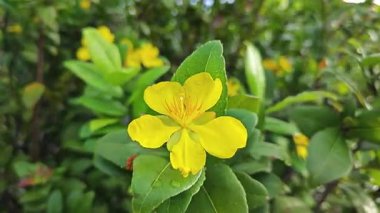 Ochna serrulata çiçeklerinin yapraklı dalları..