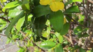 Ochna serrulata çiçeklerinin yapraklı dalları..