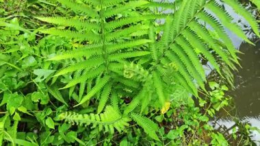 Vahşi yeşil Ostrick eğreltiotuna bakıyorum.. 