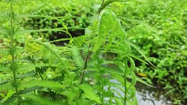 Vahşi yeşil Ostrick eğreltiotuna bakıyorum.. 
