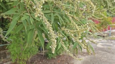 Yaprak döken Buddleja asiatika ağacı, beyaz küçük dikenli çiçek saplı..