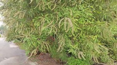 Yaprak döken Buddleja asiatika ağacı, beyaz küçük dikenli çiçek saplı..