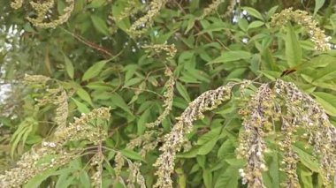 Yaprak döken Buddleja asiatika ağacı, beyaz küçük dikenli çiçek saplı..
