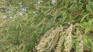 Yaprak döken Buddleja asiatika ağacı, beyaz küçük dikenli çiçek saplı..