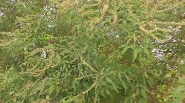 Yaprak döken Buddleja asiatika ağacı, beyaz küçük dikenli çiçek saplı..