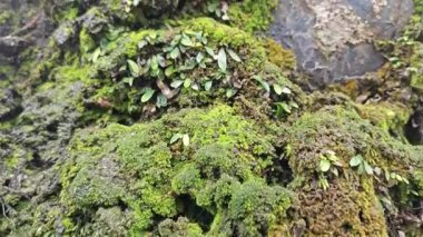 Palmiye yağı gövdesinden çıkan vahşi mantarlar.. 