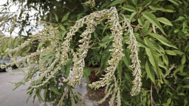 Yaprak döken Buddleja asiatika ağacı, beyaz küçük dikenli çiçek saplı..