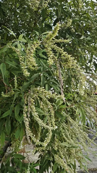 Yaprak döken Buddleja asiatika ağacı, beyaz küçük dikenli çiçek saplı..