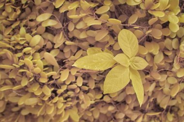 Gövdeden çıkan vahşi mantarların kızılötesi görüntüleri.. 