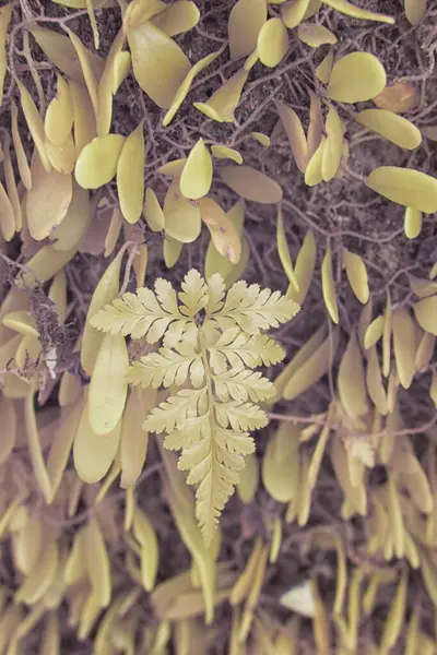 Gövdeden çıkan vahşi mantarların kızılötesi görüntüleri.. 