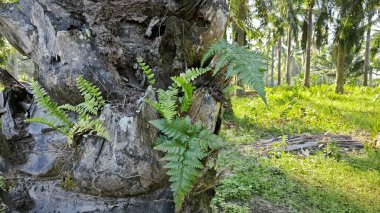 Bagajdan filizlenen Davallia bitki eğreltiotları. 