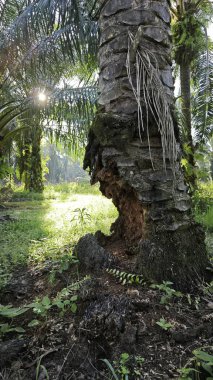 Bagajdan filizlenen Davallia bitki eğreltiotları. 