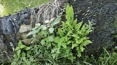 Bagajdan filizlenen Davallia bitki eğreltiotları. 