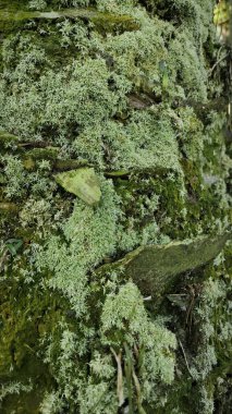 Ağaç kabuğundan filizlenen vahşi tür mantar bitkileri.. 
