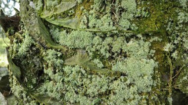 Ağaç kabuğundan filizlenen vahşi tür mantar bitkileri.. 