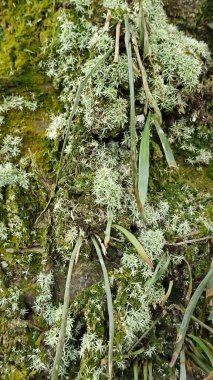 Ağaç kabuğundan filizlenen vahşi tür mantar bitkileri.. 