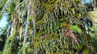 Ağaç kabuğundan filizlenen vahşi tür mantar bitkileri.. 