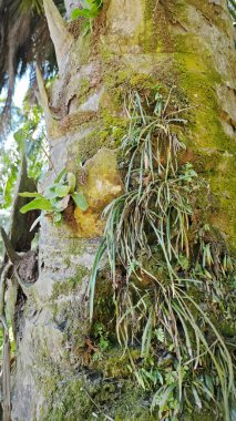 Ağaç kabuğundan filizlenen vahşi tür mantar bitkileri.. 