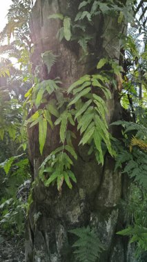 Ağaç kabuğundan filizlenen vahşi tür mantar bitkileri.. 