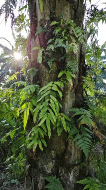 Ağaç kabuğundan filizlenen vahşi tür mantar bitkileri.. 