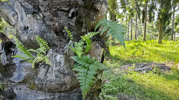 Bagajdan filizlenen Davallia bitki eğreltiotları. 