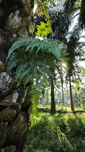 Bagajdan filizlenen Davallia bitki eğreltiotları. 