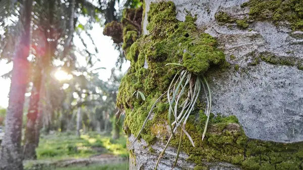 Ağaç kabuğundan filizlenen vahşi tür mantar bitkileri.. 