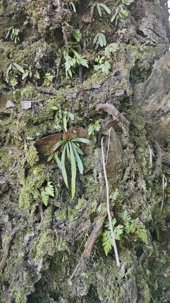 Ağaç kabuğundan filizlenen vahşi tür mantar bitkileri.. 