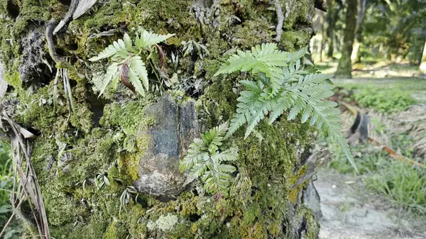 Ağaç kabuğundan filizlenen vahşi tür mantar bitkileri.. 