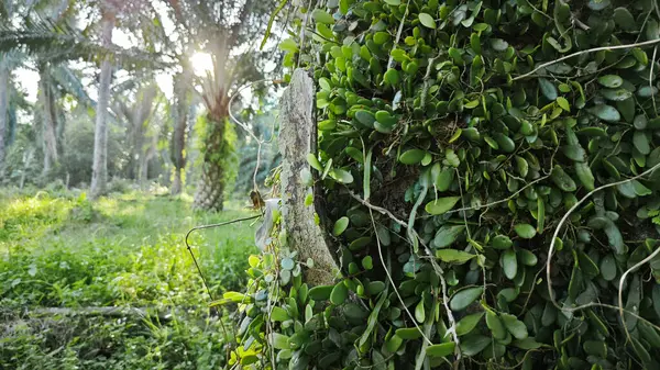 Ağaç kabuğundan filizlenen vahşi tür mantar bitkileri.. 