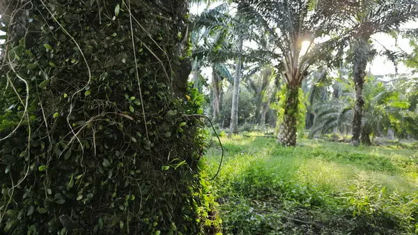Ağaç kabuğundan filizlenen vahşi tür mantar bitkileri.. 