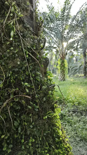 Ağaç kabuğundan filizlenen vahşi tür mantar bitkileri.. 