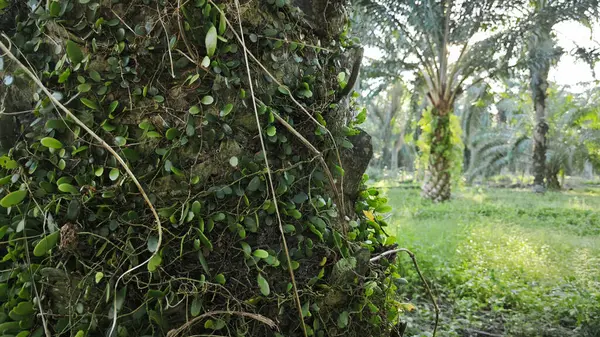 Ağaç kabuğundan filizlenen vahşi tür mantar bitkileri.. 