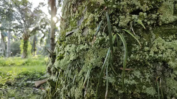 Ağaç kabuğundan filizlenen vahşi tür mantar bitkileri.. 