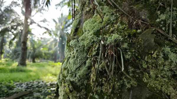Ağaç kabuğundan filizlenen vahşi tür mantar bitkileri.. 