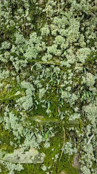 Ağaç kabuğundan filizlenen vahşi tür mantar bitkileri.. 