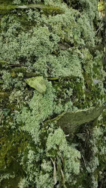 Ağaç kabuğundan filizlenen vahşi tür mantar bitkileri.. 