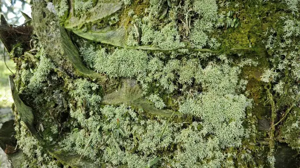 Ağaç kabuğundan filizlenen vahşi tür mantar bitkileri.. 