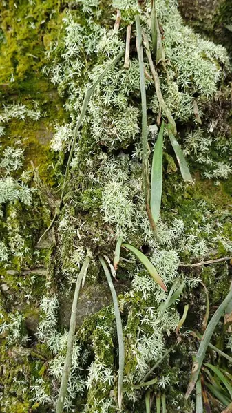 Ağaç kabuğundan filizlenen vahşi tür mantar bitkileri.. 