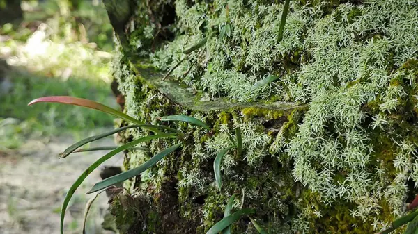 Ağaç kabuğundan filizlenen vahşi tür mantar bitkileri.. 