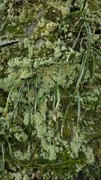 Ağaç kabuğundan filizlenen vahşi tür mantar bitkileri.. 