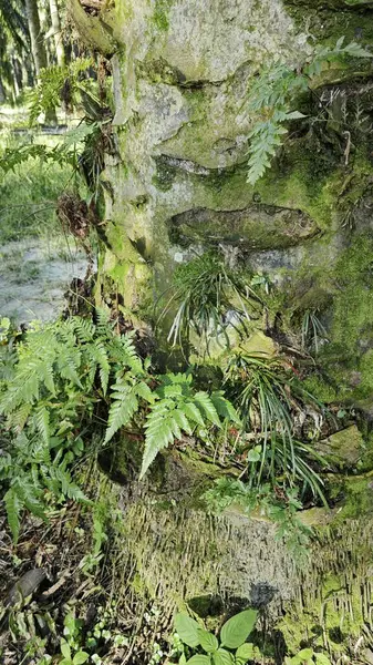 Ağaç kabuğundan filizlenen vahşi tür mantar bitkileri.. 