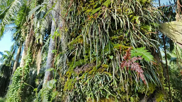 Ağaç kabuğundan filizlenen vahşi tür mantar bitkileri.. 