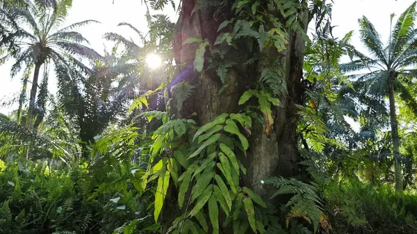 Ağaç kabuğundan filizlenen vahşi tür mantar bitkileri.. 