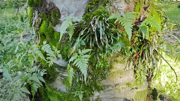 Ağaç kabuğundan filizlenen vahşi tür mantar bitkileri.. 