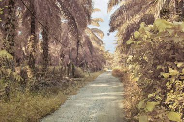 Palmiye yağı çiftliğindeki doğal bitki örtüsünün kızılötesi görüntüsü.